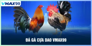 Đá gà cựa dao Vmax99