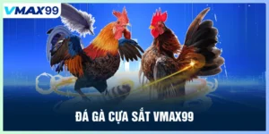 Đá gà cựa sắt tại Vmax99