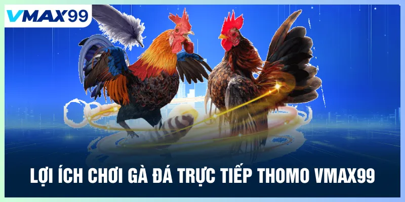Lợi ích chơi gà đá trực tiếp thomo Vmax99