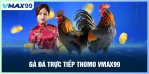 Gà đá trực tiếp thomo Vmax99