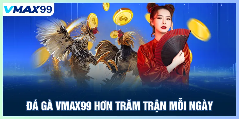 Đá gà Vmax99 hơn trăm trận mỗi ngày